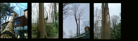 tree surgery nj