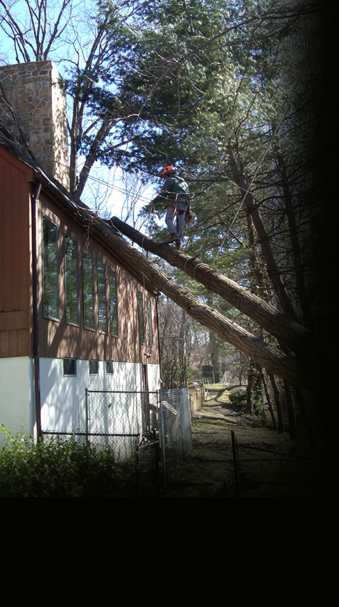 tree surgery nj