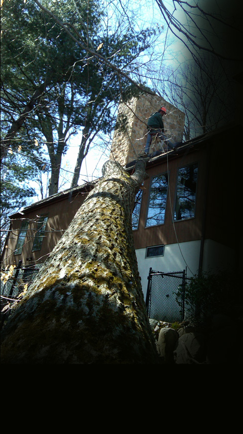 tree surgery nj